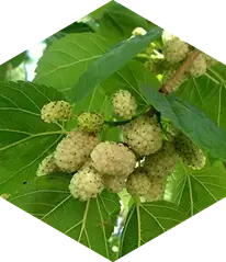White mulberry leaf traditionally studied for blood sugar balance support