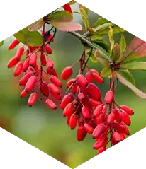 Berberine extract commonly researched for metabolic balance support