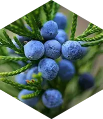 Juniper berry traditionally associated with metabolic wellness